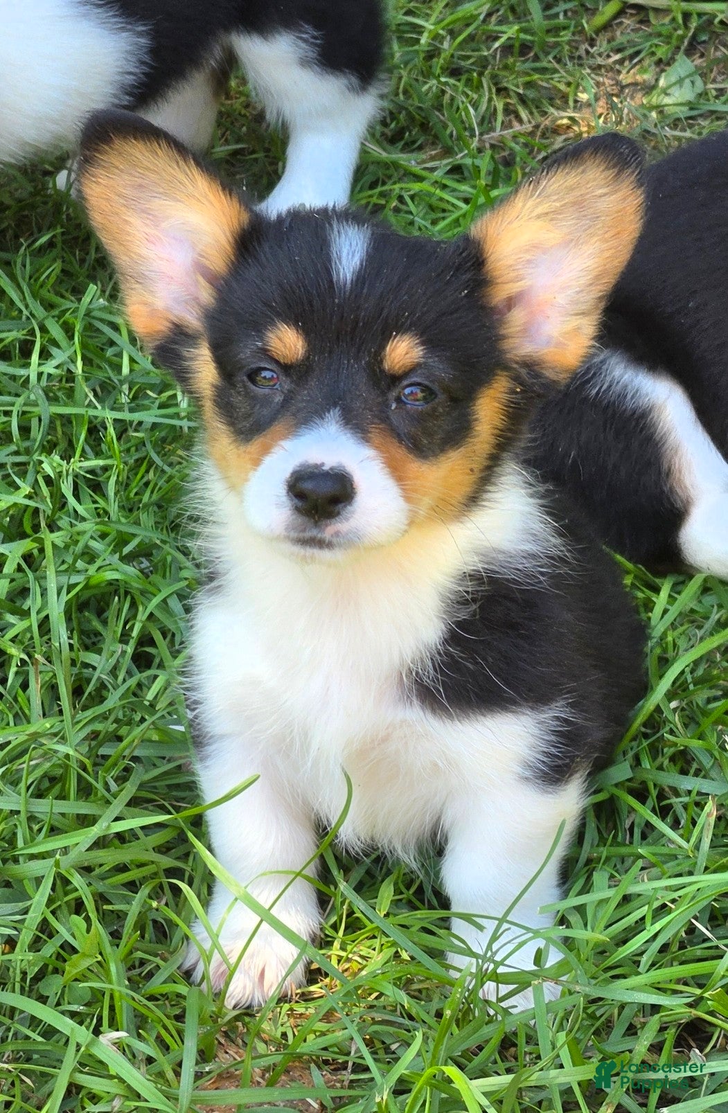 Welsh Corgi Pembroke dogs Brea  - Ad 1