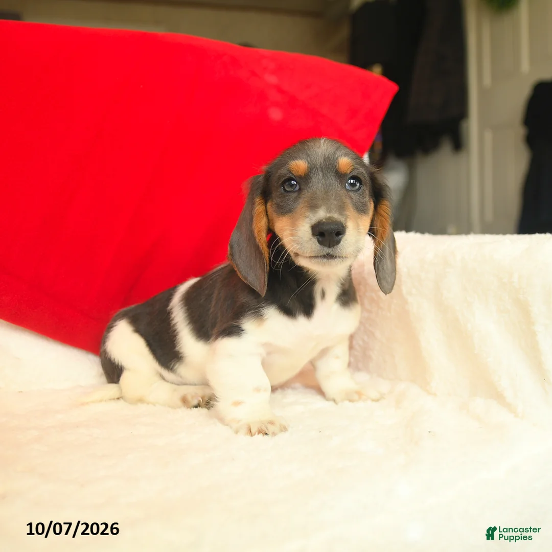 Dachshund dogs for sale: Melvin  - Ad 1