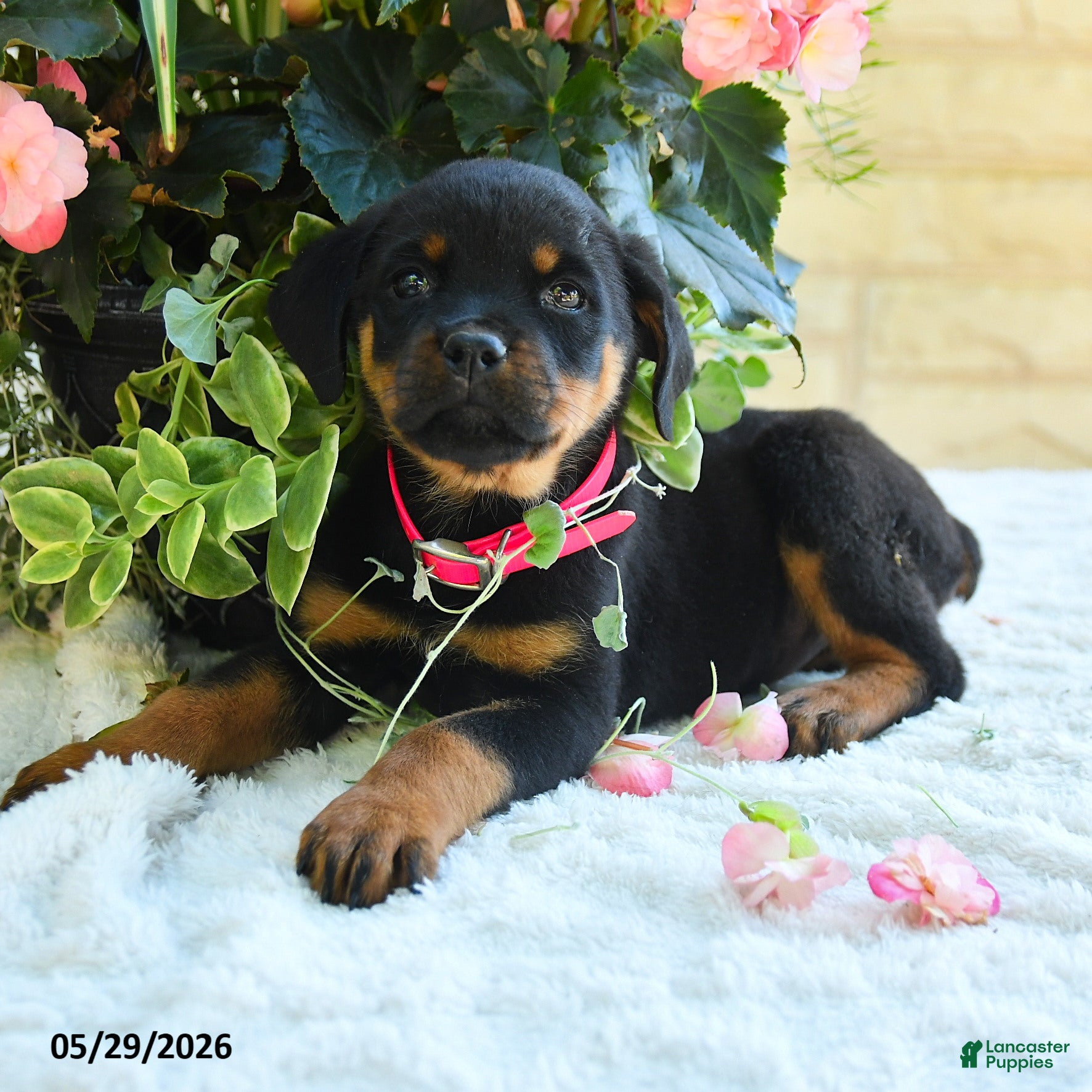 Rottweiler dogs Larissa - Ad 2
