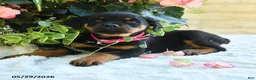 Rottweiler dogs for sale: Larissa - Ad 2