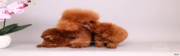 Toy Poodle dogs for sale: HÉLÈNE TINY RED TEACUP TOY POODLE GIRL - Ad 9