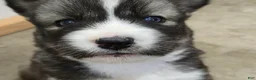 Siberian Husky dogs for sale: Siberian Husky 3 - Ad 2