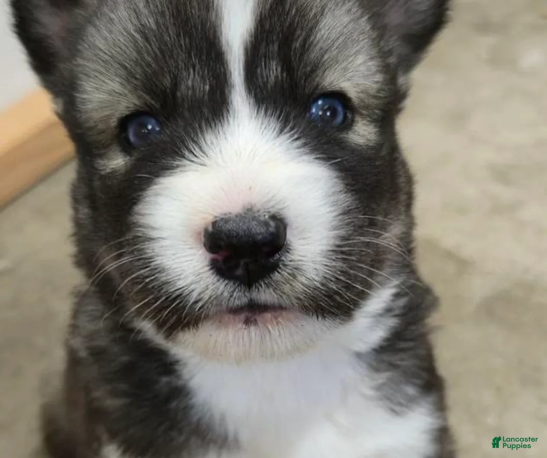 Siberian Husky dogs for sale: Siberian Husky 3 - Ad 2