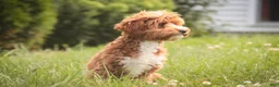 Cavapoo dogs for sale: Herbie - Ad 6