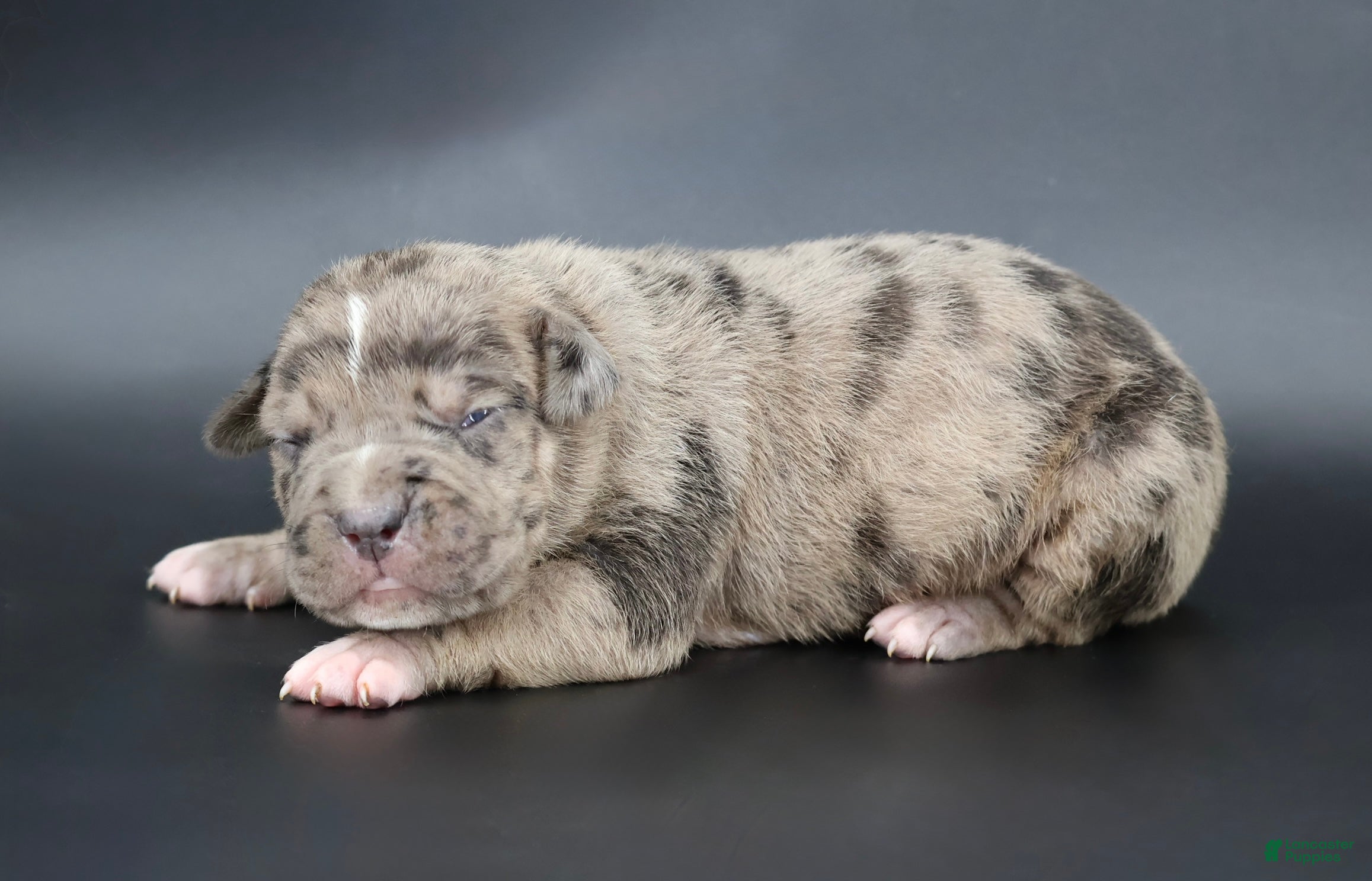 American Bully dogs Cairo - XL - ABKC - Ad 1