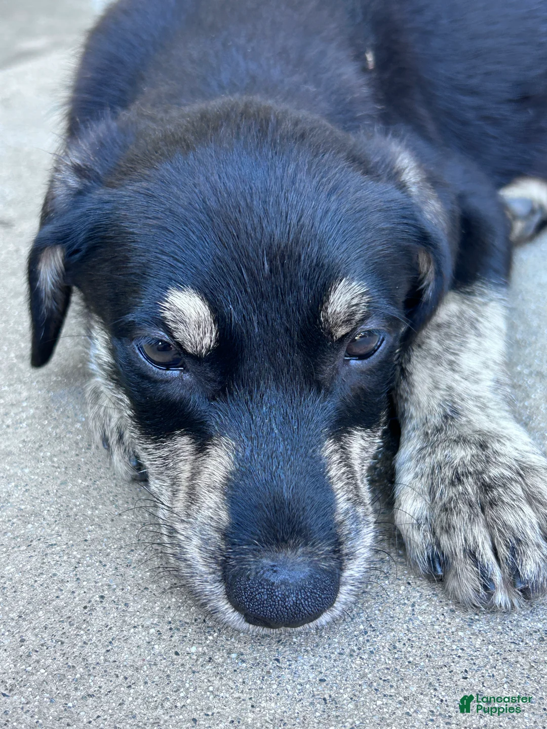 Mixed Breed dogs for sale: June - Ad 2