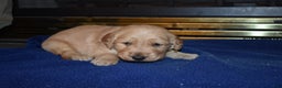 Golden Retriever dogs for sale: Heath - Ad 3