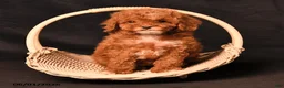 Toy Poodle dogs for sale: Diamond - Ad 2