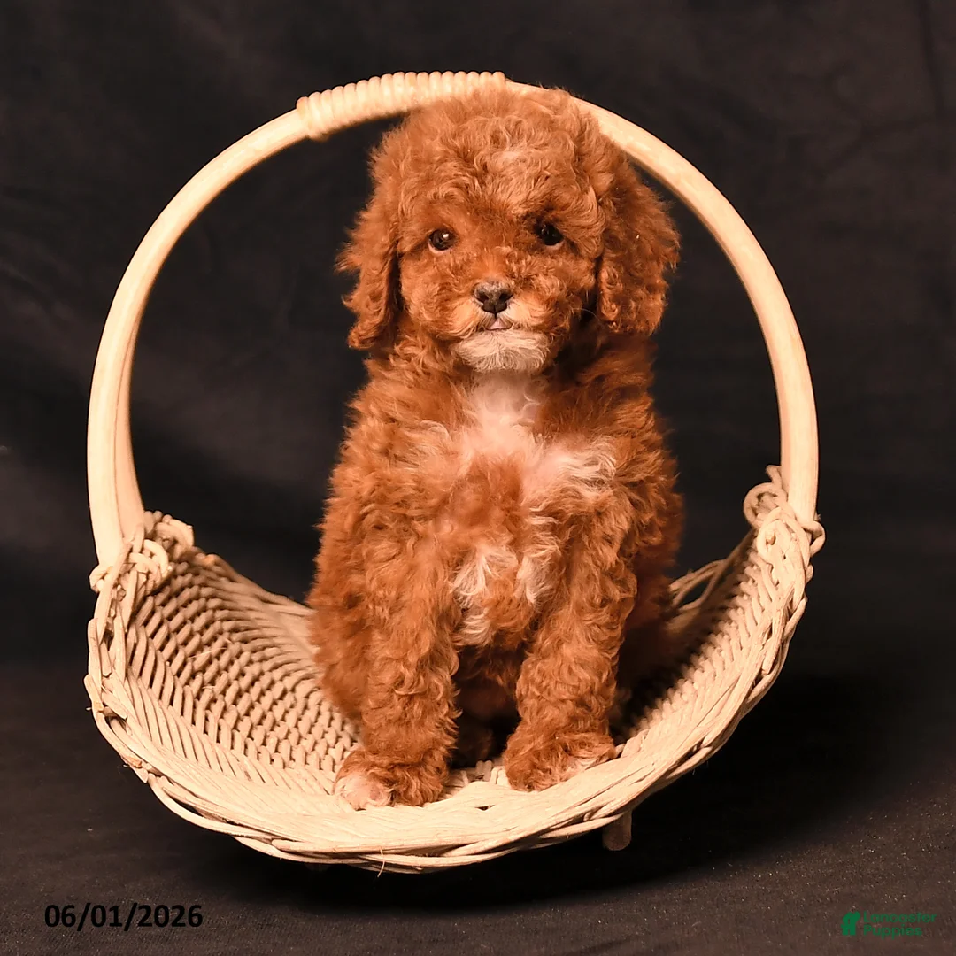 Toy Poodle dogs for sale: Diamond - Ad 2