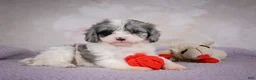 Cavapoo dogs for sale: Ruby - Ad 6