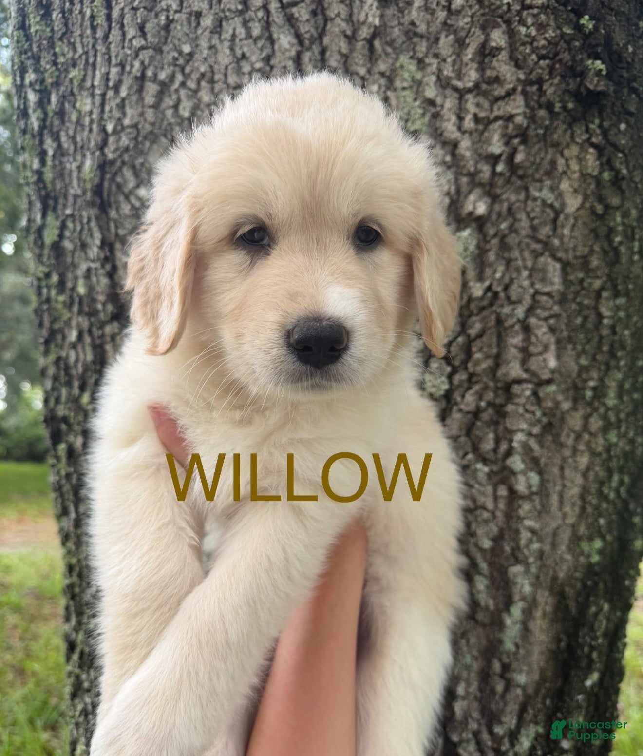 Mixed Breed dogs Willow - Ad 37