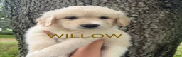 Mixed Breed dogs for sale: Willow - Ad 1