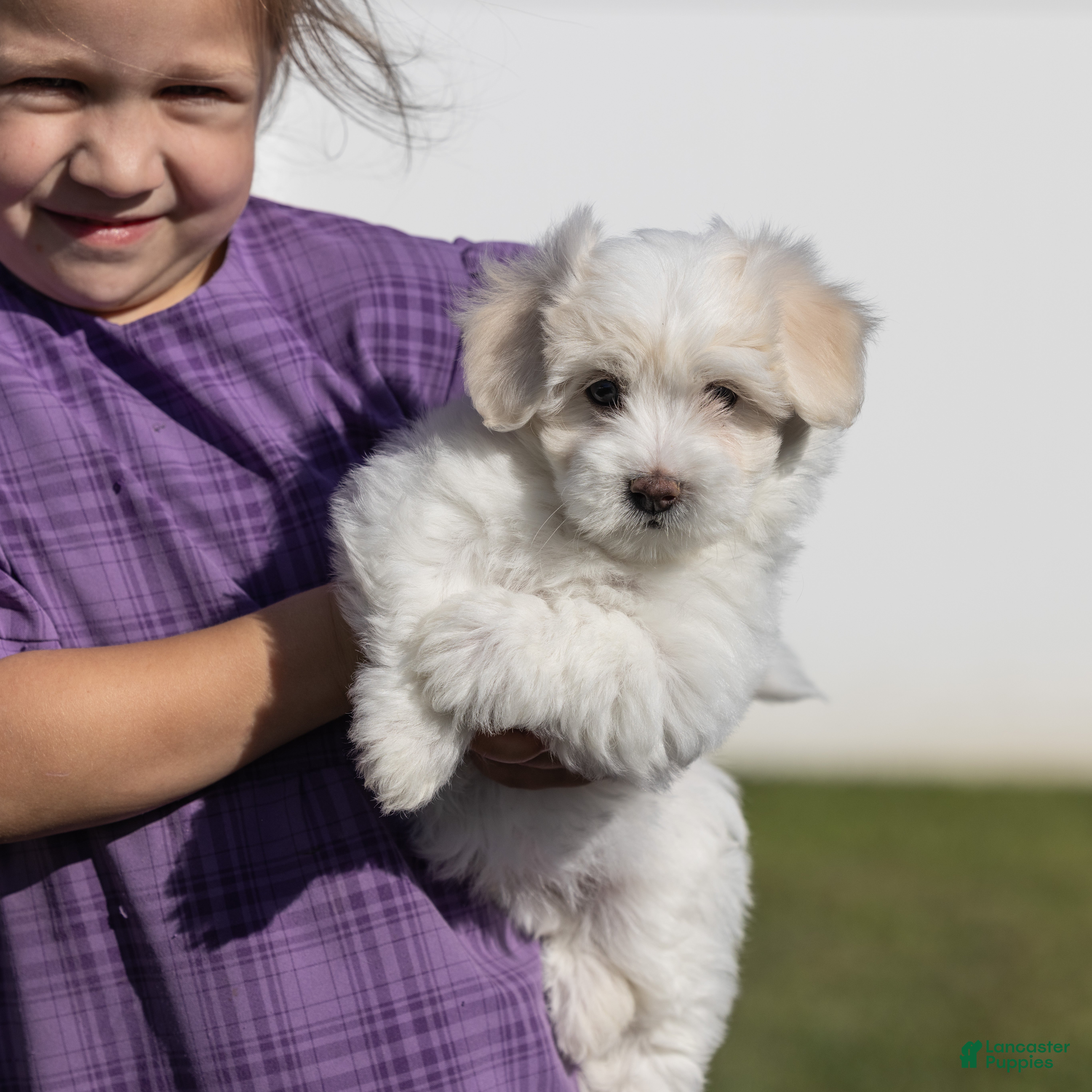 Coton De Tulear dogs Orchid  - Ad 2