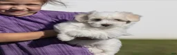 Coton De Tulear dogs for sale: Orchid  - Ad 2