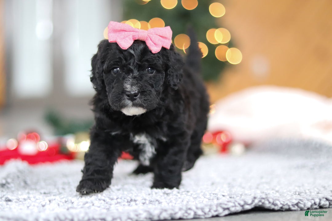 Mini Goldendoodle dogs for sale: Tilly - Ad 9