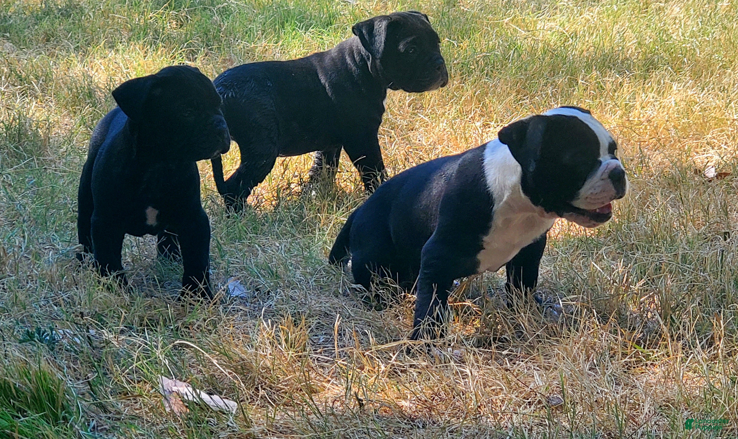 Alapaha Blue Blood Bulldog dogs Alapaha Blue Blood Bulldog 3 - Ad 1