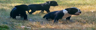 Alapaha Blue Blood Bulldog 3