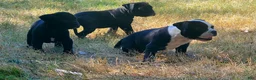 Alapaha Blue Blood Bulldog dogs for sale: Alapaha Blue Blood Bulldog 3 - Ad 1