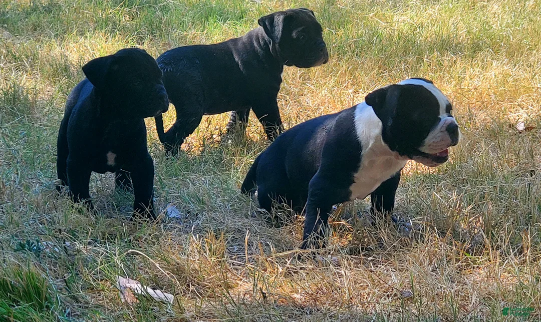 Alapaha Blue Blood Bulldog dogs for sale: Alapaha Blue Blood Bulldog 3 - Ad 1