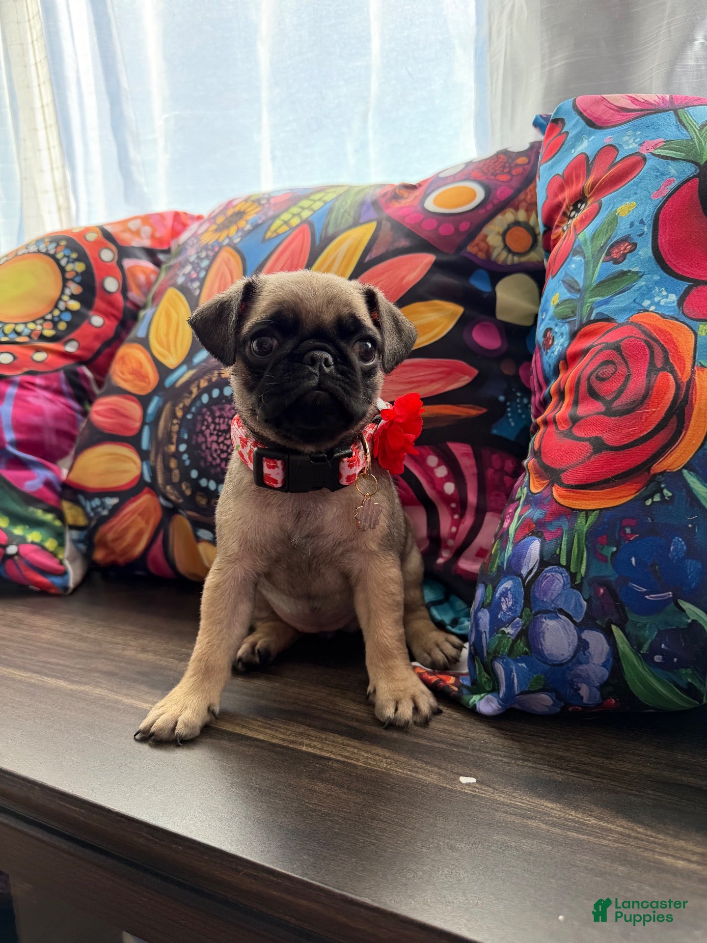 Pug dogs Red collar  - Ad 1