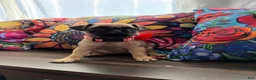 Pug dogs for sale: Red collar  - Ad 1