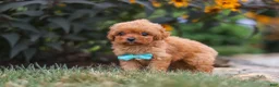 Cavapoo dogs for sale: Luca - Ad 6