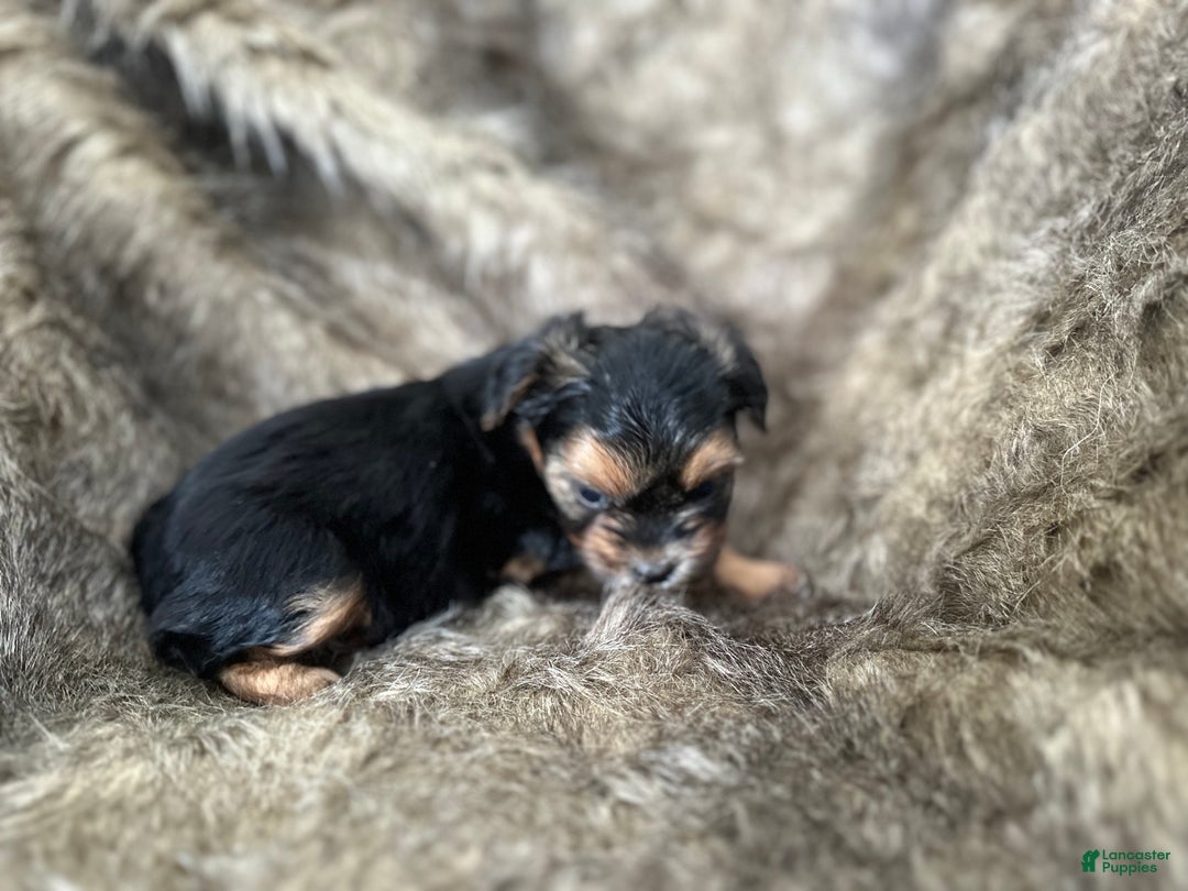 Shorkie dogs for sale: Camryn - Ad 5