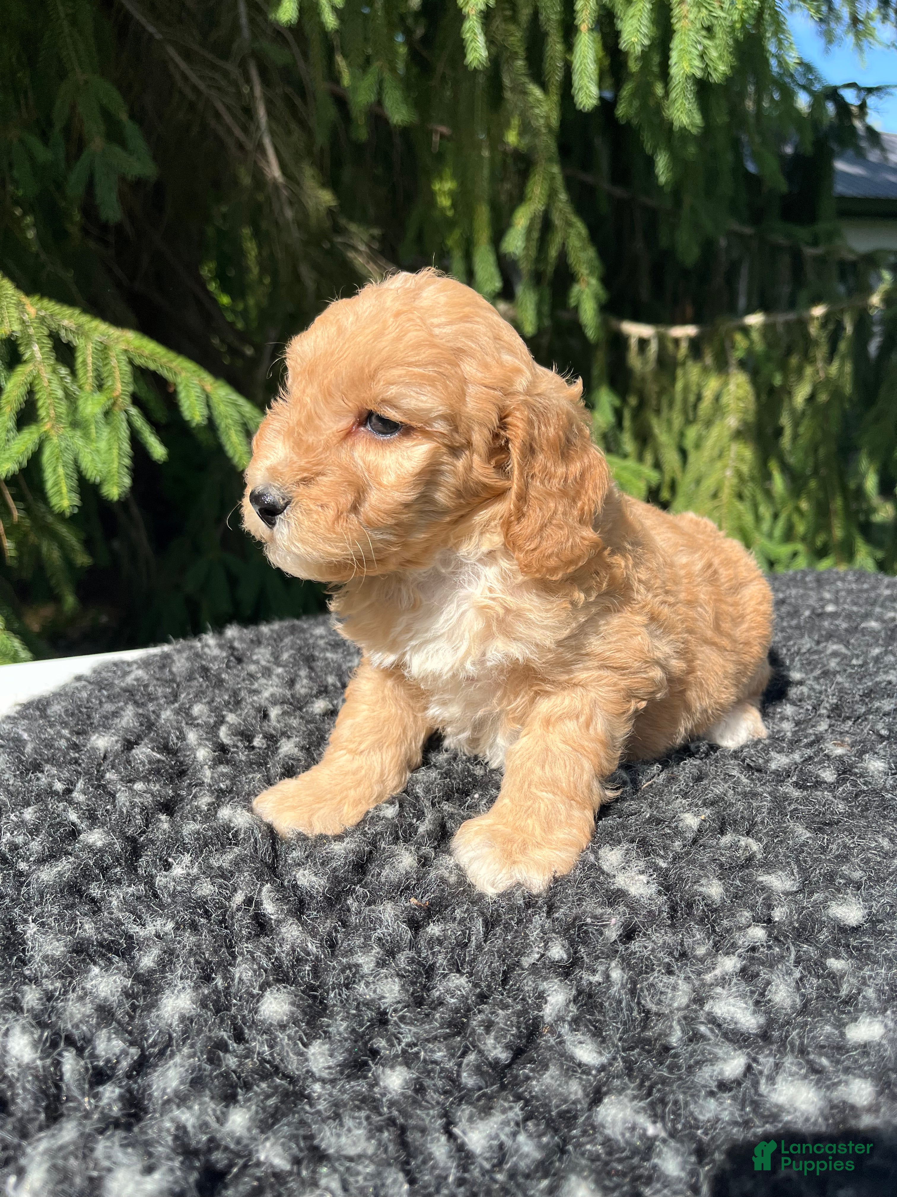 Mini Goldendoodle dogs Bella - Ad 2