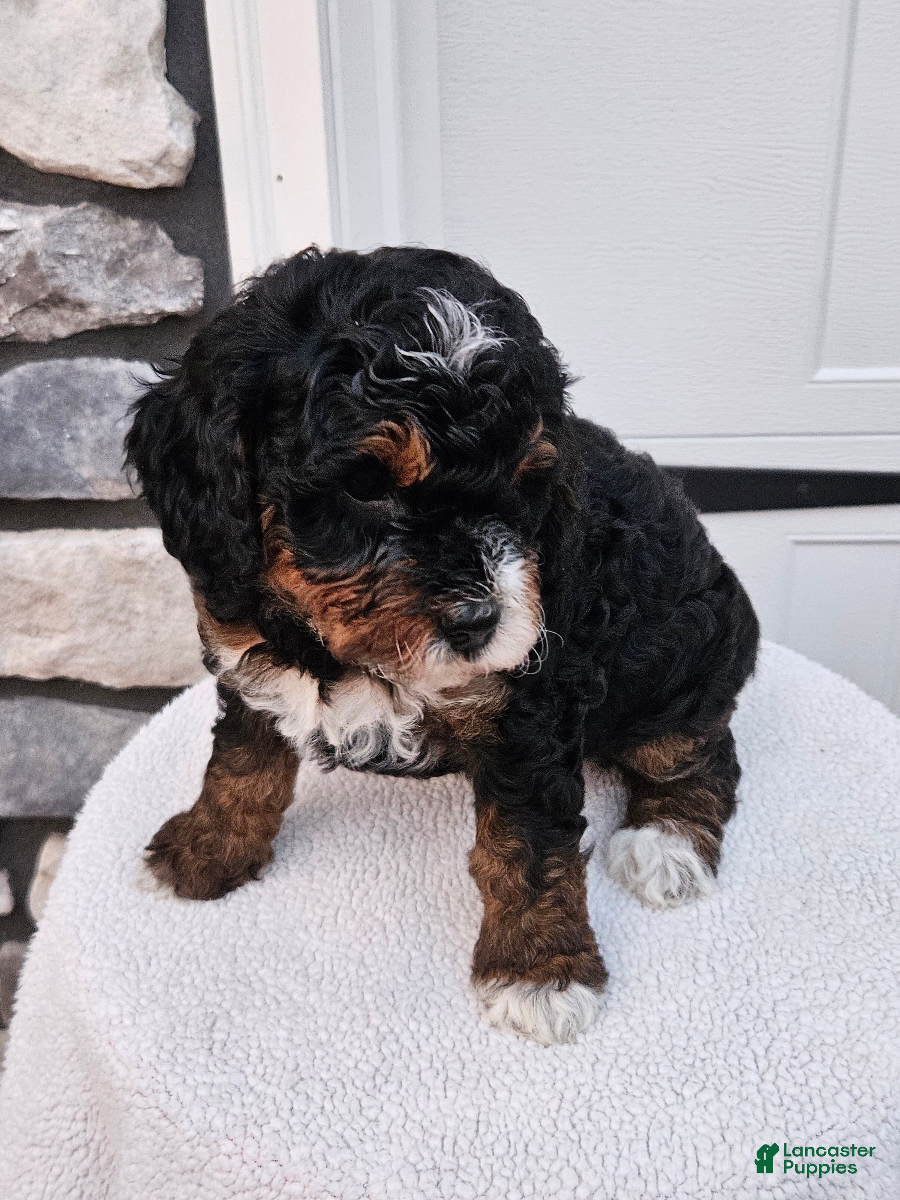 Mini Bernedoodle dogs for sale: Connie - Ad 4