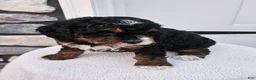 Mini Bernedoodle dogs for sale: Connie - Ad 1