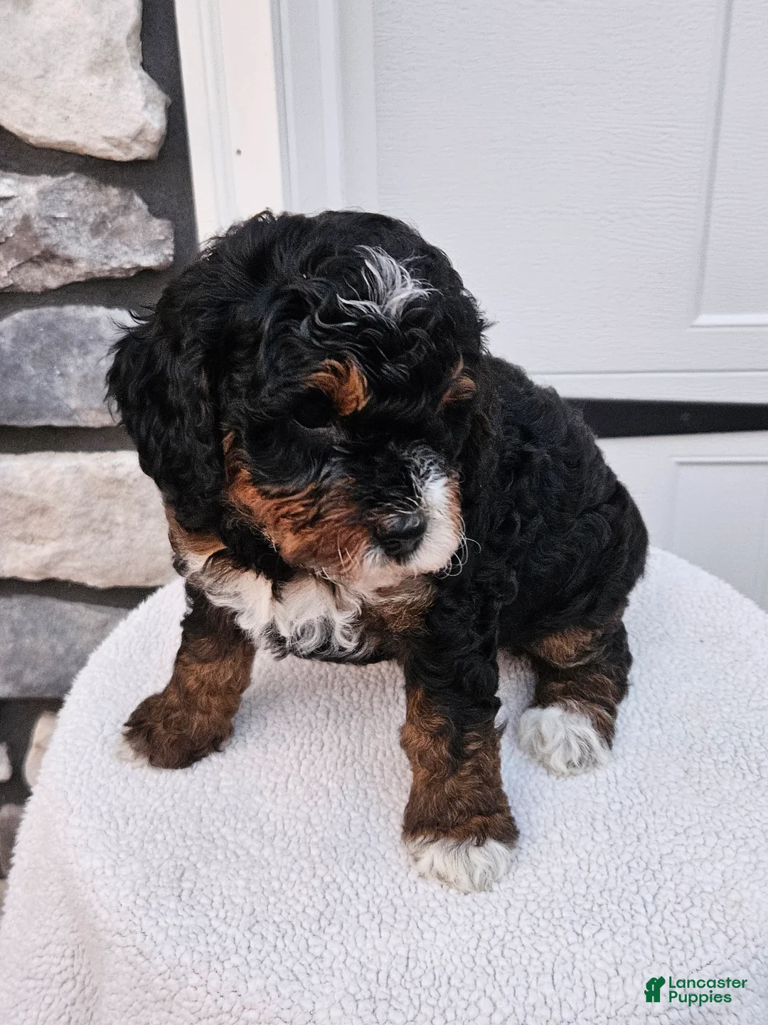 Mini Bernedoodle dogs for sale: Connie - Ad 1