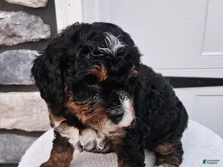 Mini Bernedoodle dogs for sale: Connie - Ad 4