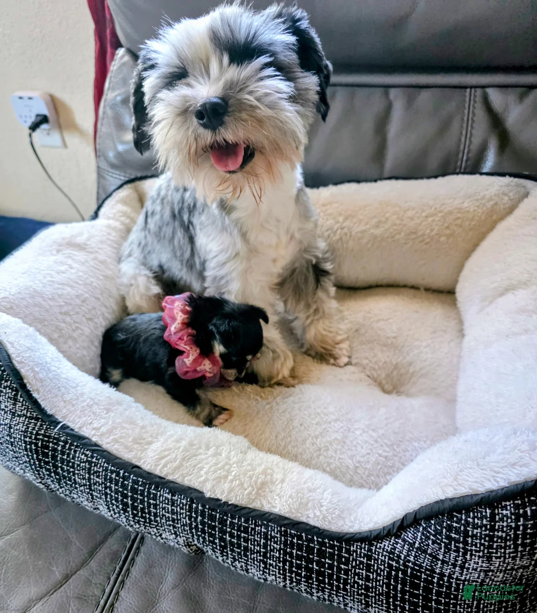 Mixed Breed dogs for sale: Mixed Breed Puppy 1 - Ad 5