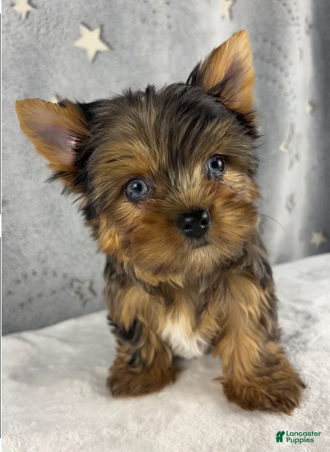 Yorkshire Terrier dogs for sale: Pixie - Ad 10