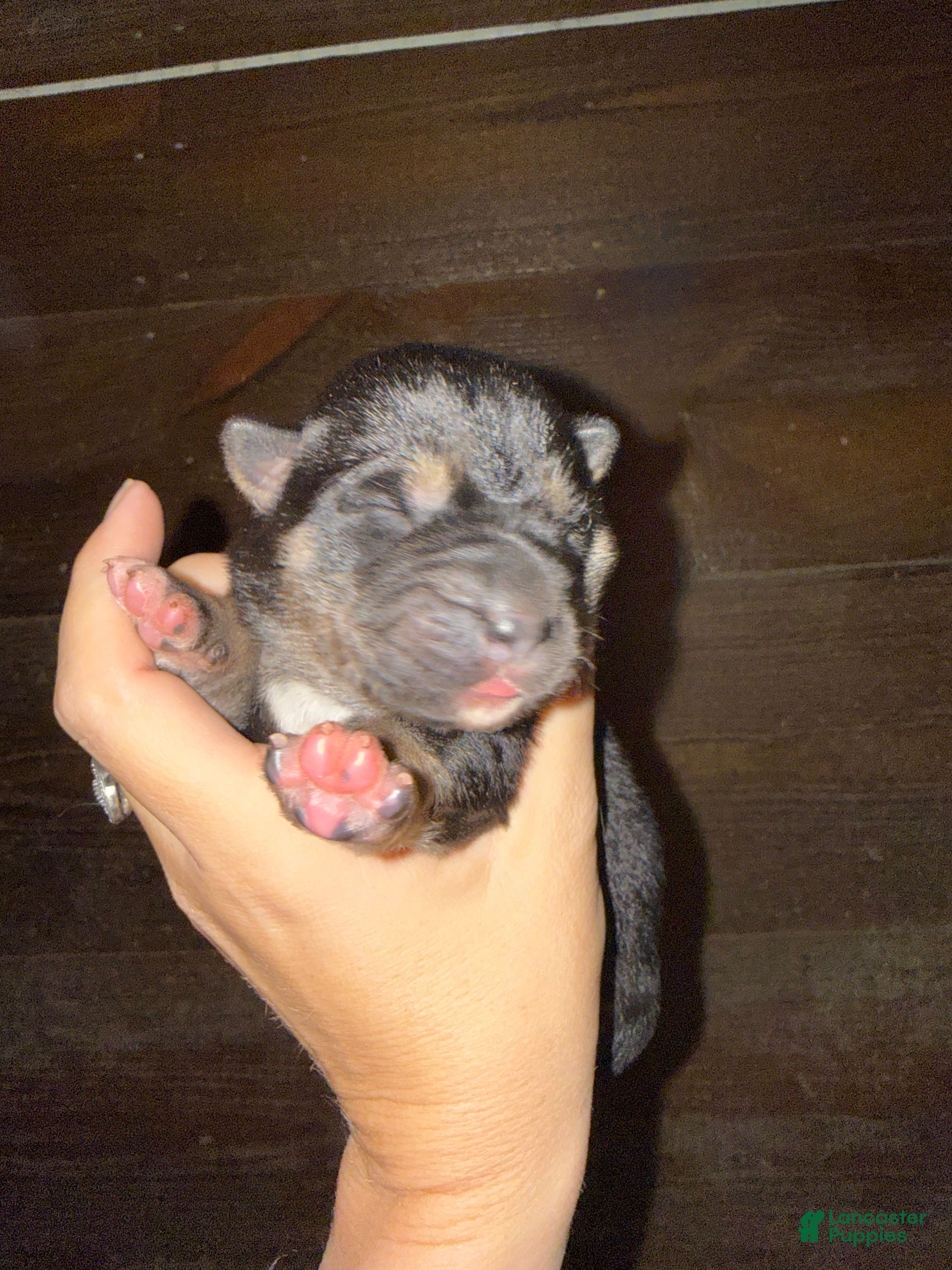 Gerberian Shepsky dogs Purple - Ad 1