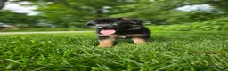 German Shepherd dogs for sale: Sparky  - Ad 3