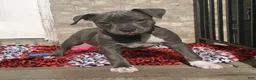 American Bully dogs for sale: SNOOP DOGG - Ad 5