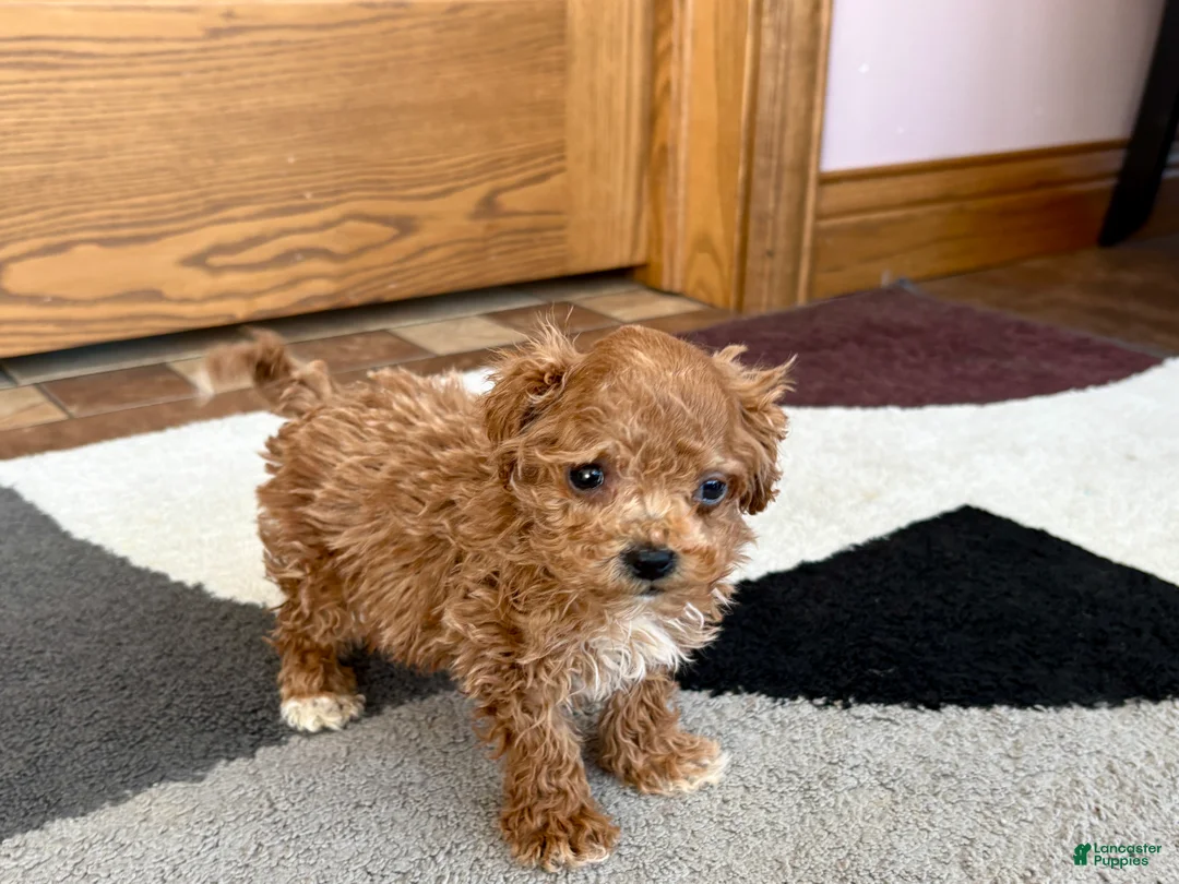 Havapoo dogs for sale: Jerry Tiny - Ad 7