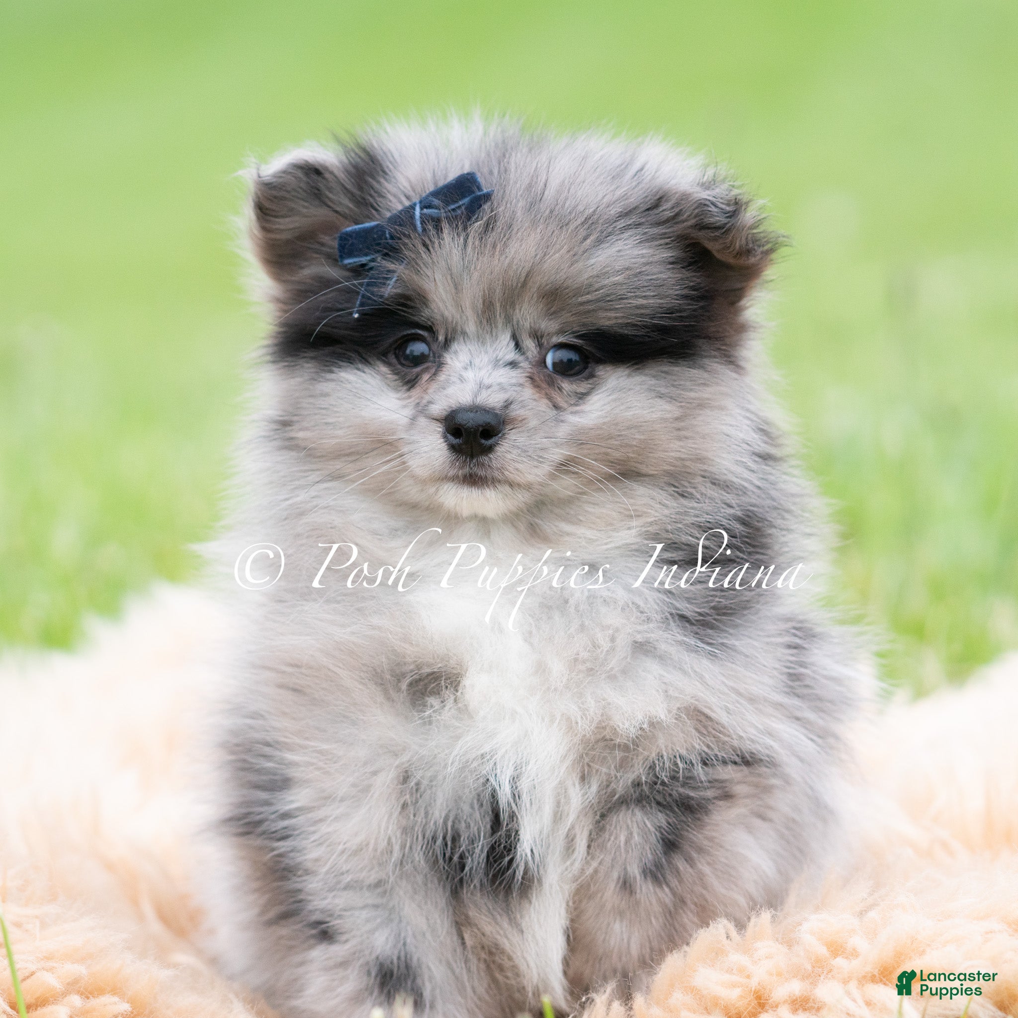 Draco AKC