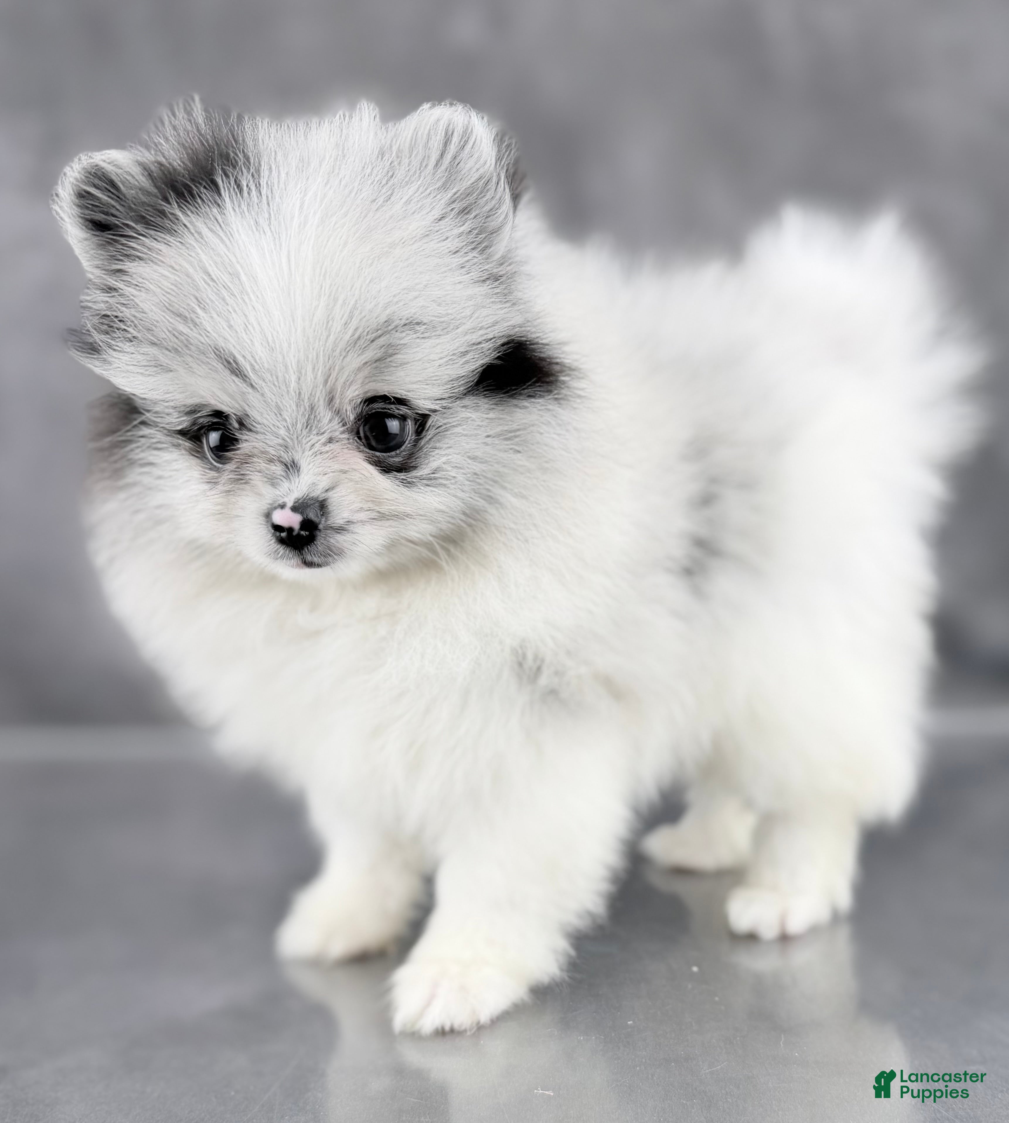 Pomeranian dogs Bitsy AKC  - Ad 2