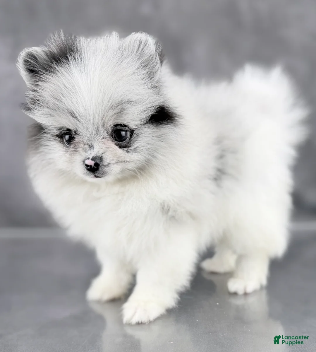 Pomeranian dogs for sale: Bitsy AKC  - Ad 2