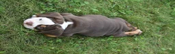 Beabull dogs for sale: Echo - Ad 5