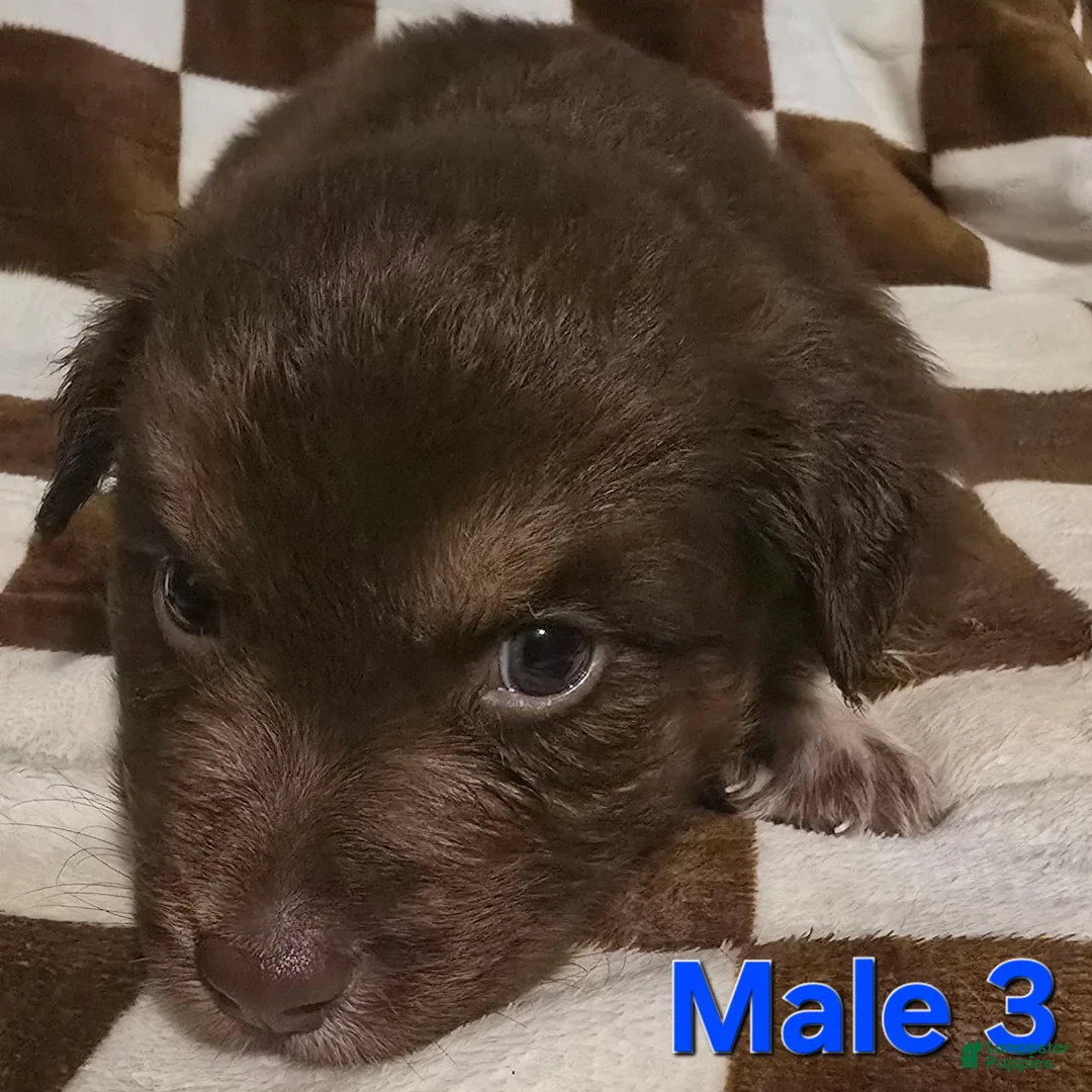 Australian Shepherd dogs for sale: Male 3 - Ad 2