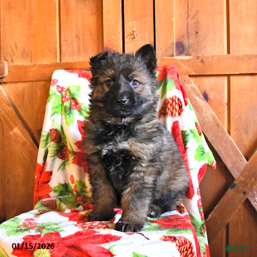 German Shepherd dogs Panther - Ad 13