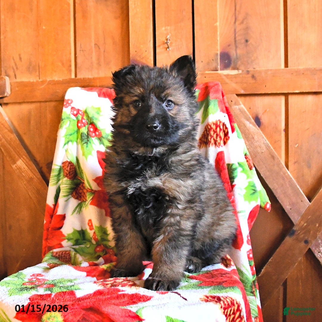 German Shepherd dogs for sale: Panther - Ad 1