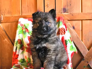 German Shepherd dogs Panther - Ad 39