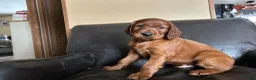 Irish Setter dogs for sale: Irish Setter 7 - Ad 5
