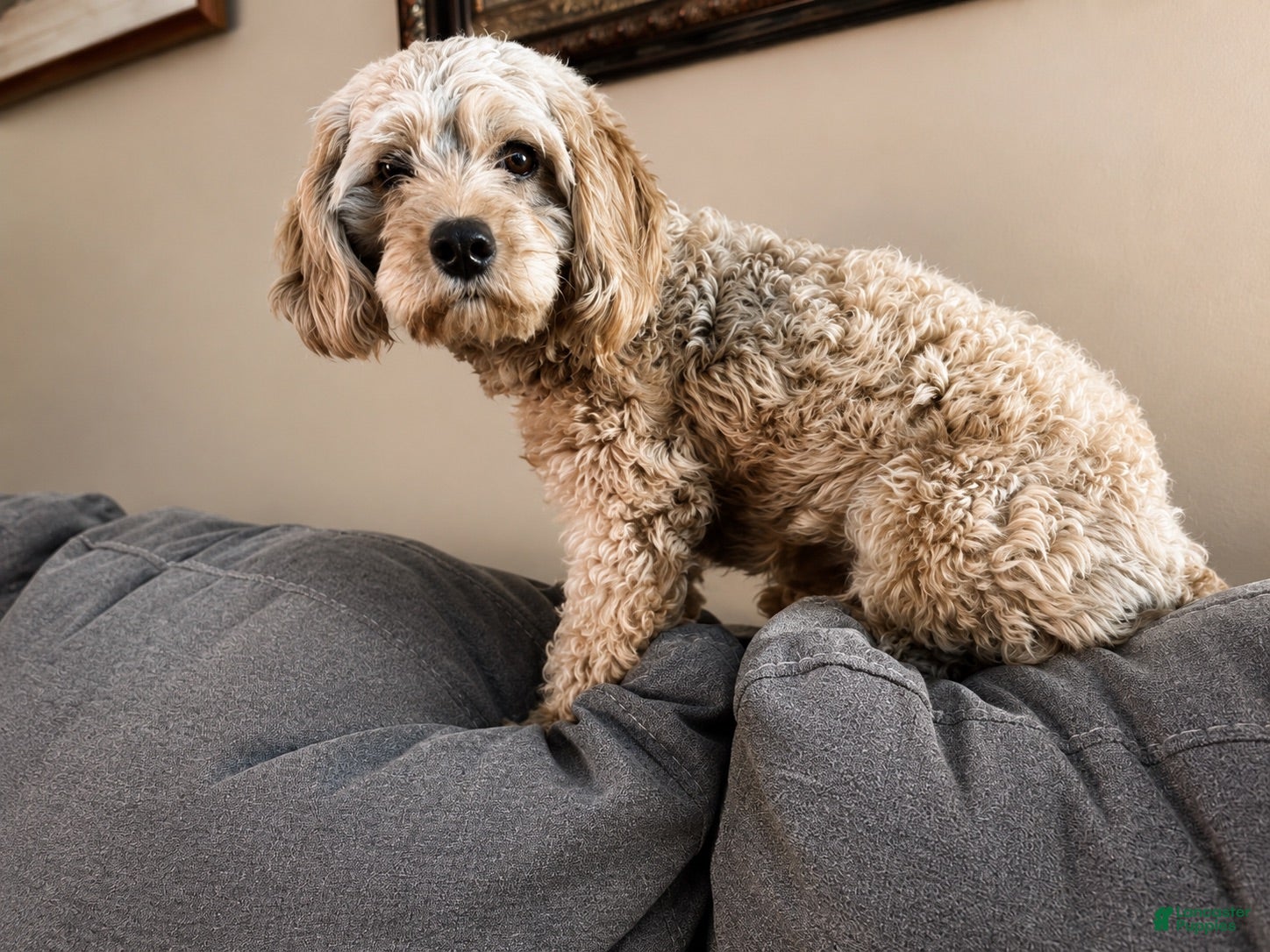 Cavapoo dogs Cavapoo 2 - Ad 2