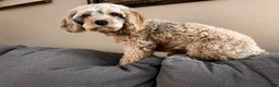 Cavapoo dogs for sale: Cavapoo 2 - Ad 2
