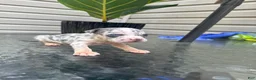 American Bully dogs for sale: American Bully 4 - Ad 4